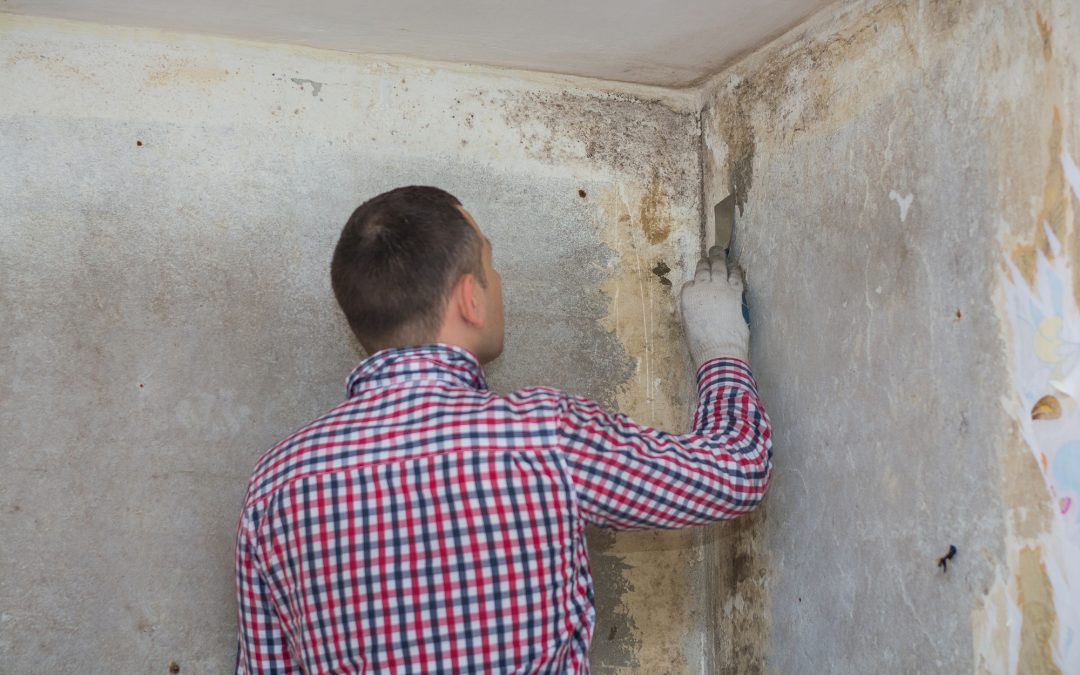 Mold Testing Companies Near Me